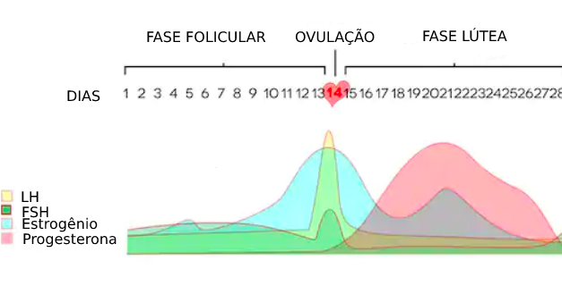 Ciclo Feminino: Dominância estrogênica